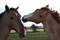 Deux chevaux