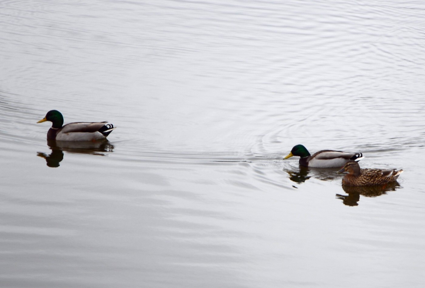 Trois canards sur l'eau
