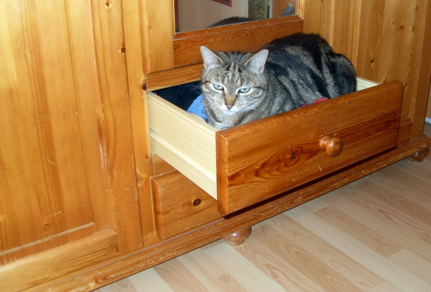 Chat dans son tiroir