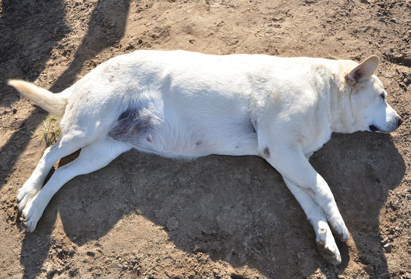 Gros chien blanc couché