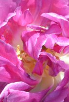 texture fleur rose