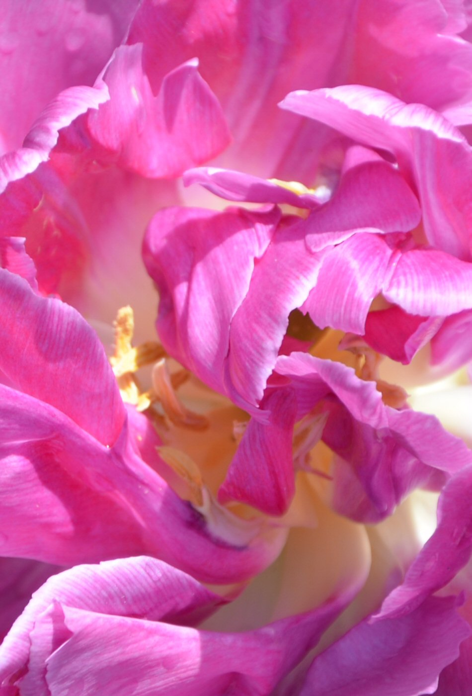 Fleur rose texture