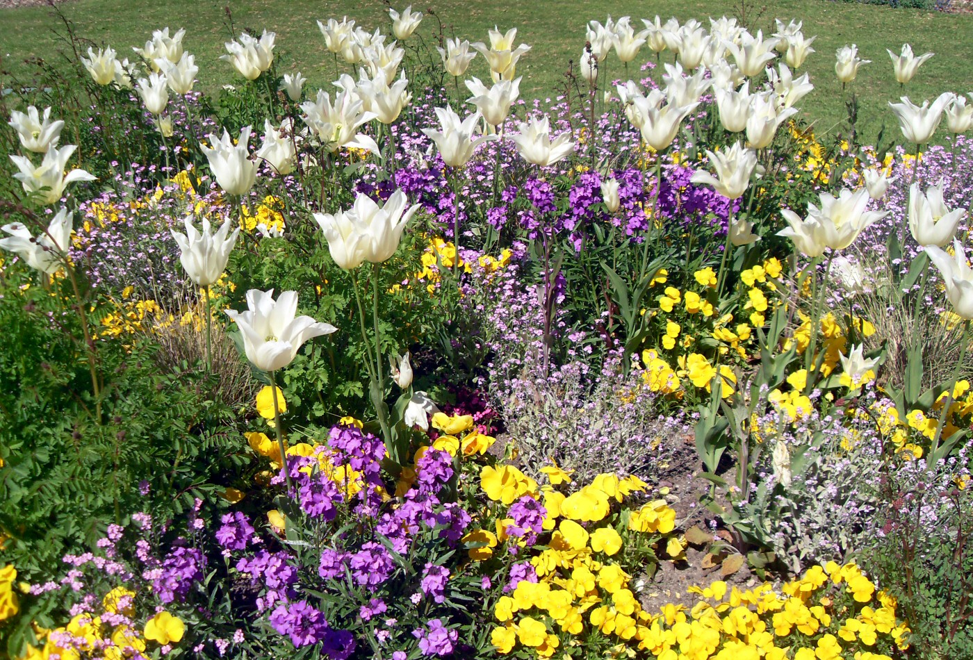 Tulipes blanches et parterre de fleurs