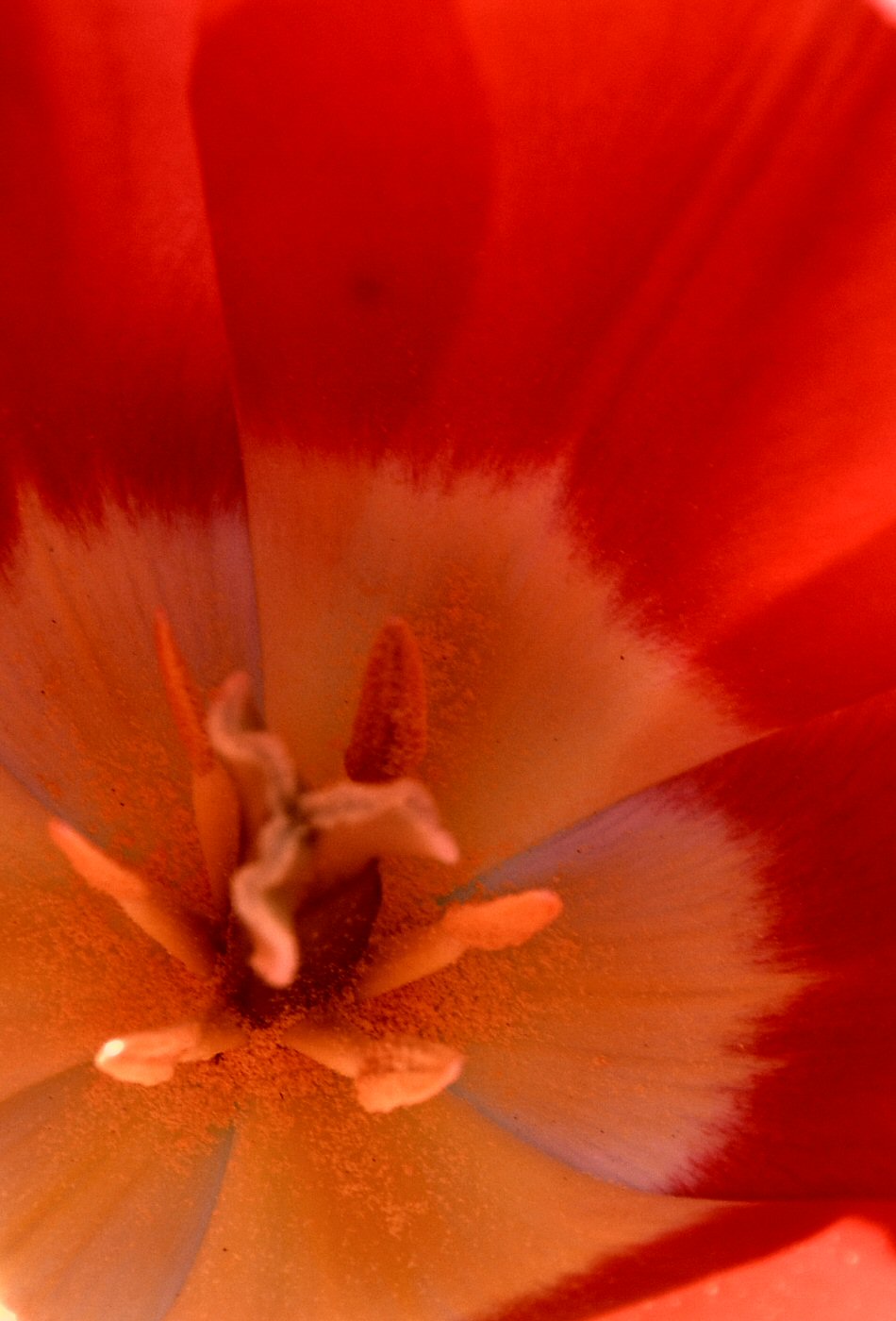 Pistil tulipe