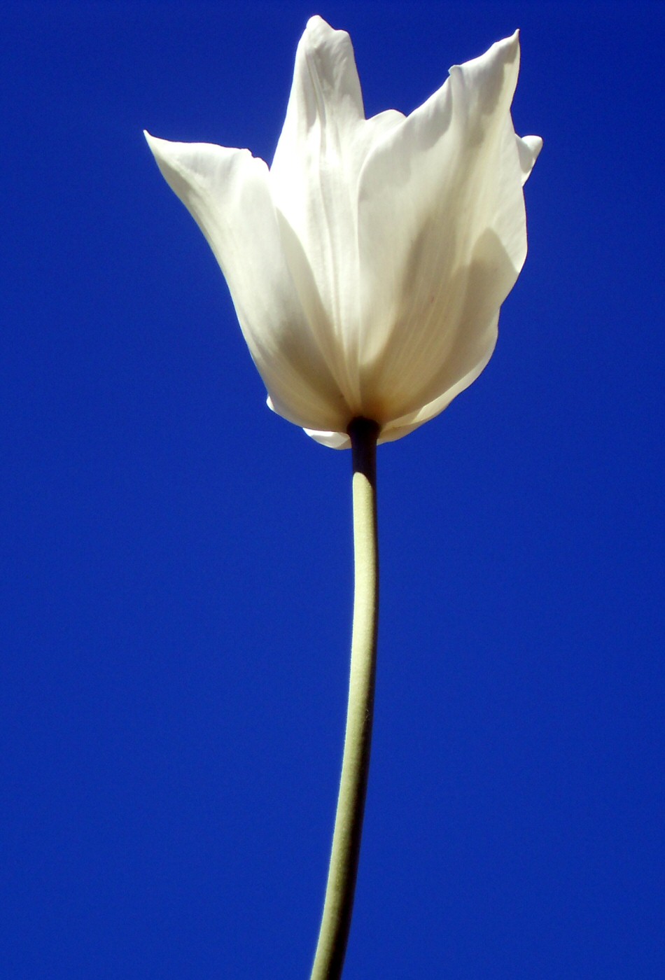 Tulipe blanche sur fond de ciel bleu
