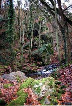 ruisseau forestier