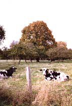 Vaches pommiers