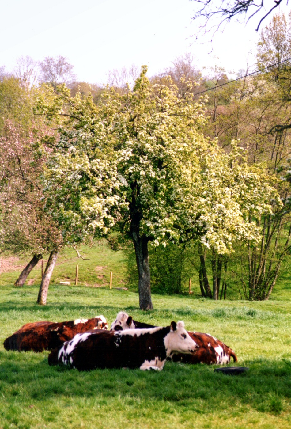 Vaches sous des pommiers en fleurs
