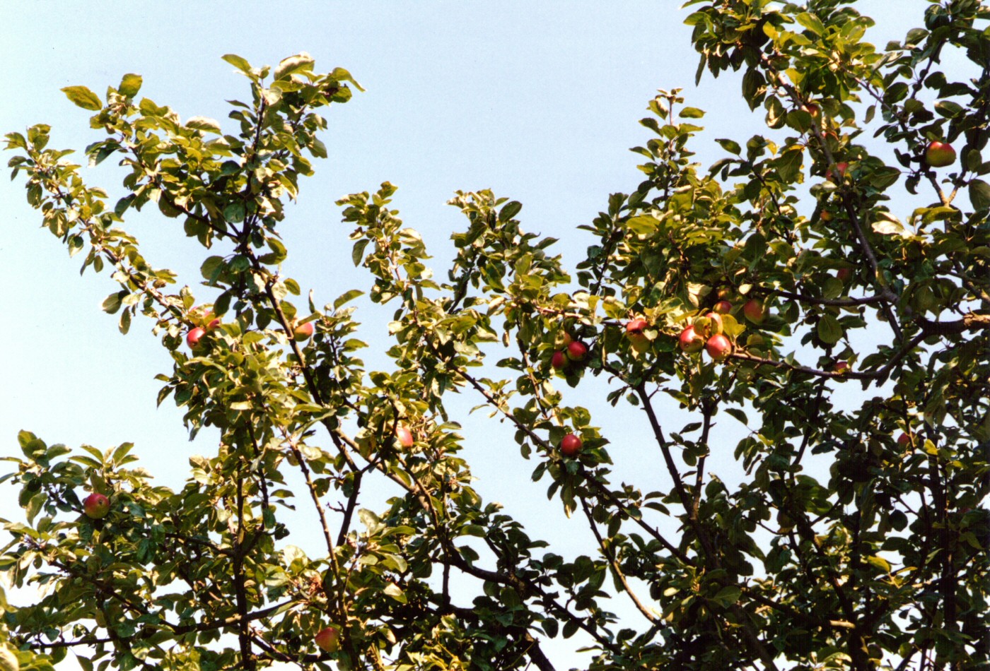 Branches chargées de pommes
