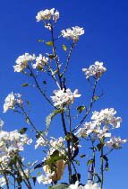 Fleur blanche ciel bleu