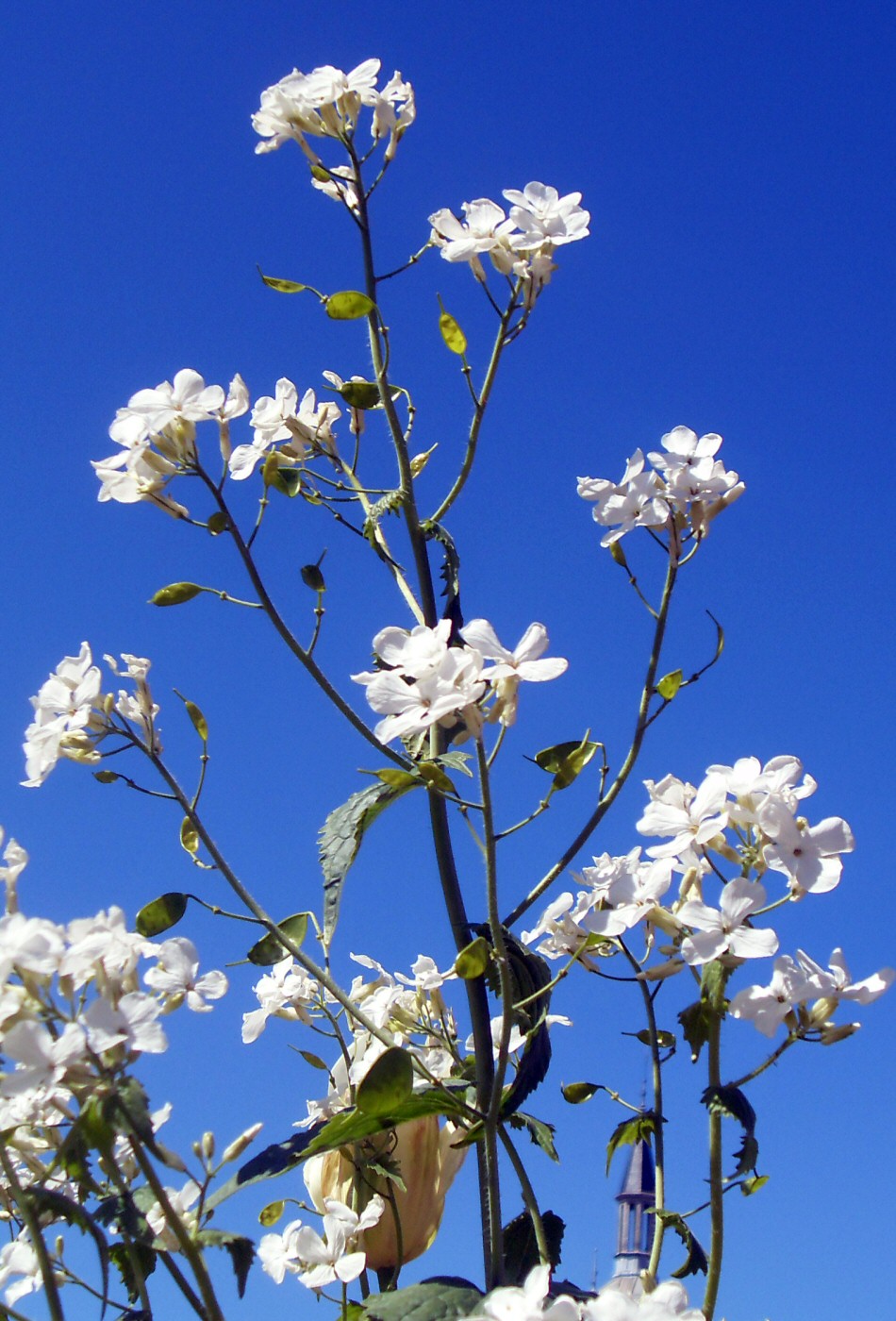 Fleurs blanches sur ciel bleu