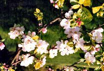 Fleurs pommiers